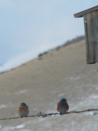 Colorado Western Bluebirds