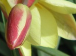 species tulips